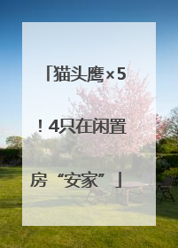 猫头鹰×5！4只在闲置房“安家”