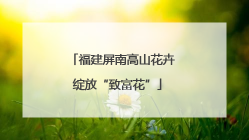 福建屏南高山花卉绽放“致富花”