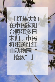 红隼夫妇在市民家阳台孵蛋多日未归，市民将蛋送往红山动物园“抢救”