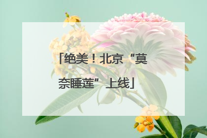 绝美！北京“莫奈睡莲”上线