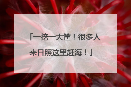 一挖一大筐！很多人来日照这里赶海！