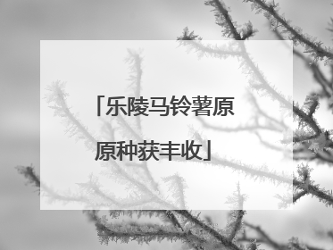 乐陵马铃薯原原种获丰收