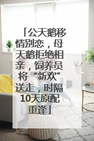 公天鹅移情别恋，母天鹅拒绝相亲，饲养员将“新欢”送走，时隔10天原配重逢