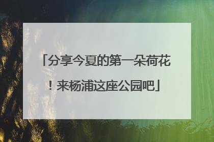 分享今夏的第一朵荷花！来杨浦这座公园吧