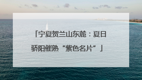 宁夏贺兰山东麓：夏日骄阳催熟“紫色名片”