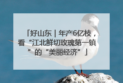 好山东｜年产6亿枝，看“江北鲜切玫瑰第一镇”的“美丽经济”