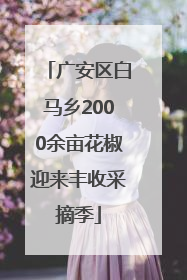广安区白马乡2000余亩花椒迎来丰收采摘季