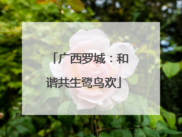 广西罗城：和谐共生鹭鸟欢