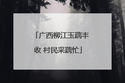 广西柳江玉藕丰收 村民采藕忙