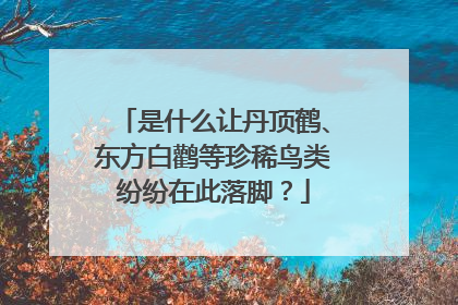 是什么让丹顶鹤、东方白鹳等珍稀鸟类纷纷在此落脚？