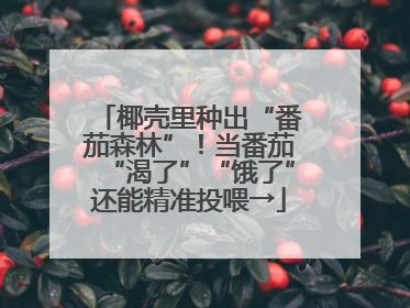 椰壳里种出“番茄森林”！当番茄“渴了”“饿了”还能精准投喂→