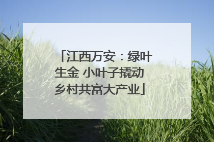 江西万安：绿叶生金 小叶子撬动乡村共富大产业