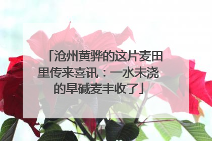 沧州黄骅的这片麦田里传来喜讯：一水未浇的旱碱麦丰收了
