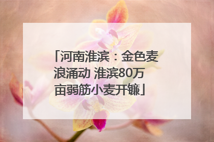 河南淮滨：金色麦浪涌动 淮滨80万亩弱筋小麦开镰