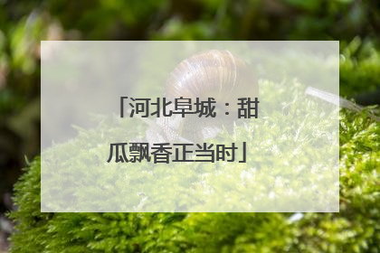 河北阜城：甜瓜飘香正当时