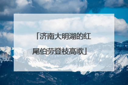 济南大明湖的红尾伯劳登枝高歌