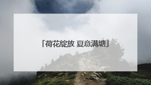 荷花绽放 夏意满塘