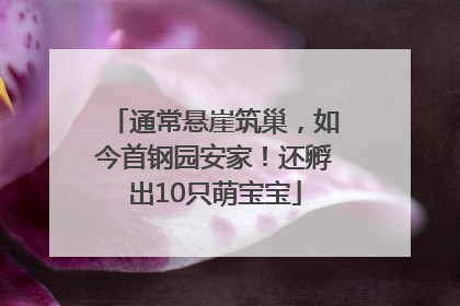 通常悬崖筑巢，如今首钢园安家！还孵出10只萌宝宝