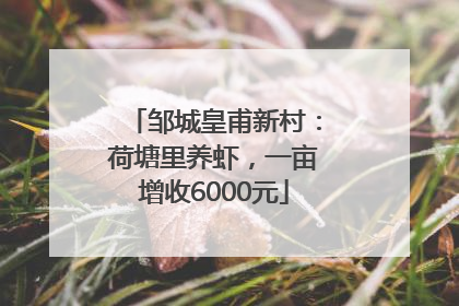 邹城皇甫新村：荷塘里养虾，一亩增收6000元