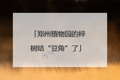 郑州植物园的梓树结“豆角”了
