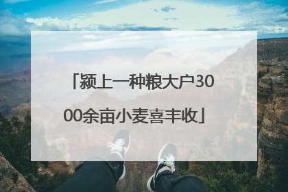 颍上一种粮大户3000余亩小麦喜丰收