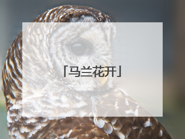 马兰花开