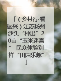 （乡村行·看振兴）江苏扬州沙头“种出”20亩“玉米迷宫” 民众体验别样“田园乐趣”