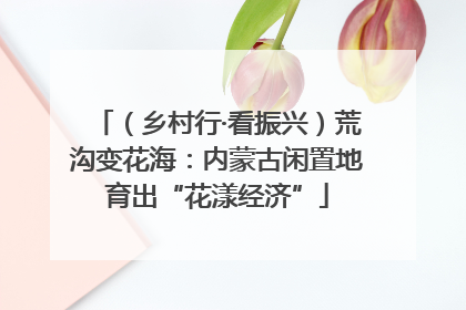 （乡村行·看振兴）荒沟变花海：内蒙古闲置地育出“花漾经济”